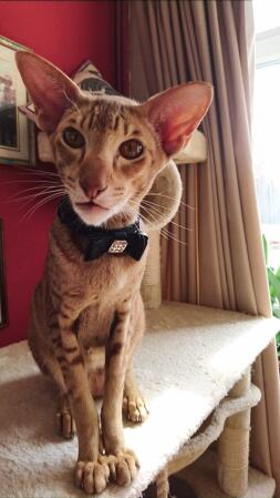 Voici Billy, un pedigree Caramel Spotted Tabby Oriental. Un personnage et un type charmant.