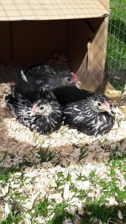 Poussins bantam hamberg pailletés argent 6 semaines