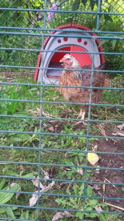 Quelqu'un peut-il identifier cette poule que j'ai récemment acquise s'il vous plaît?