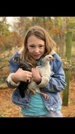 Deux chooks