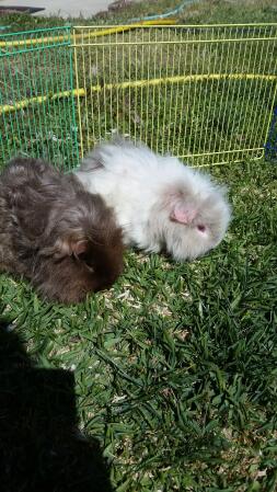 Profiter du soleil! Et l'herbe!