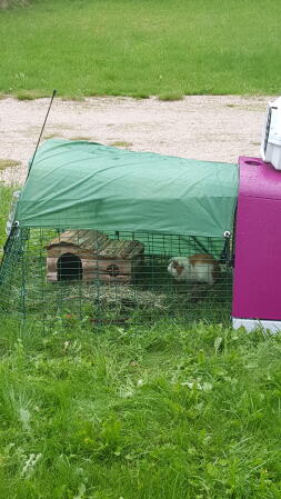 Un parcours d'un mètre pour un cochon d'inde avec un clapier violet Go attaché.