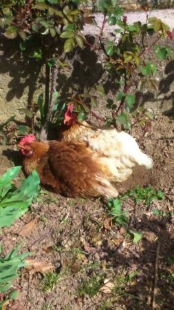 Ginger et Bretzel en pleine toilette !