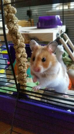 Écaille de tortue hamster blanc