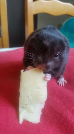 Hamster noir ayant du fromage