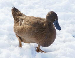 Canard dans la neige