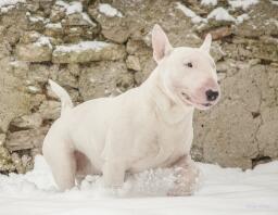 White English Bull Terrier