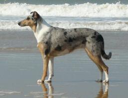 smooth collie bleu merle