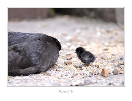 Rosecomb avec son bébé