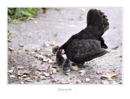 Rosecomb avec son bébé