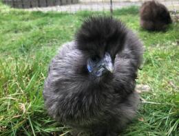 Lunaire - Silkie miniature de ma perdrix argentée