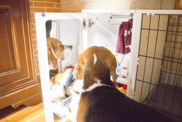 MG the beagle