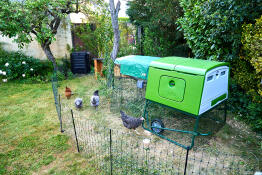 Des poulets satisfaits