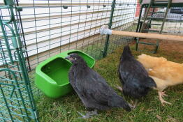 Poule qui boit à l'intérieur et Omlet poulailler