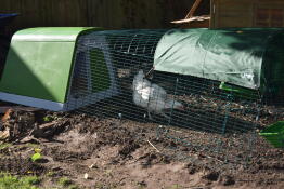 Une poule très heureuse installée en 10 minutes