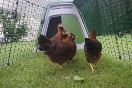 4 poulets qui observent l'activité qui se déroule à l'extérieur de leur enclos.