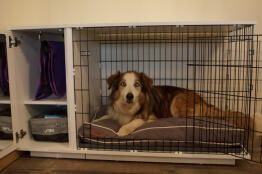 Cage pour chiens