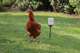 Une poule orange debout à côté d'une manGeoire vide sur une pelouse de jardin