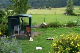 Enclos pour cochons d'Inde