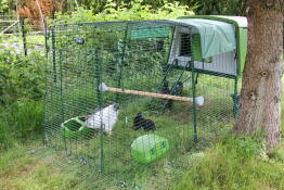 Nos poulettes ont adopté l'ensemble des équipements fourni avec l'Eglu Cube