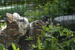 Les lapins adorent le parc, qui leur permet de brouter toute la journée !