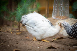 Deux poules picorant un jouet en dessous.