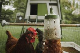 Un jouet à picorer suspendu avec du maïs à l'intérieur et des poulets qui le mangent avec un poulailler Cube en arrière-plan