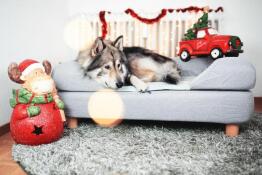 Chien couché sur Omlet Topology lit pour chien avec traversin et pieds ronds en bois