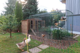 Un grand parcours pour poules attaché à un poulailler en bois.