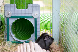 Le cadre de la porte et le kit de porte de l'intérieur de la cage - les protections en maille verte font un excellent travail pour assurer la sécurité des cochons d'inde Go.