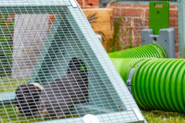 Les cochons d'inde sortent de leur nouvelle section dans le parc, ils adorent avoir le choix entre plusieurs endroits pour manger de l'herbe maintenant ! 