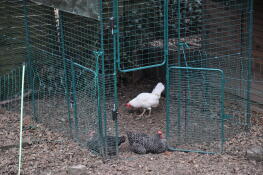 Poulets à l'intérieur d'un Omlet walk in run