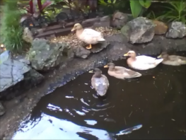 Trois canards dans un étang avec un canard assis sur le bord