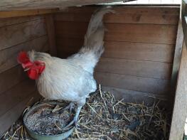 Un grand coq Araucana lavande. Beau oiseau!