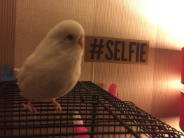 Selfie la perruche