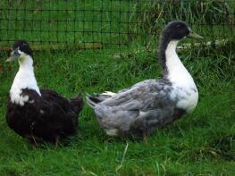 Canards suédois bleus et noirs