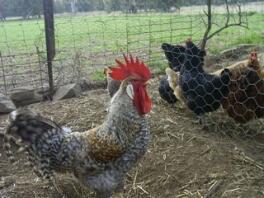 Le coq et les poulets se séparent