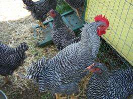 Poulets dans un parcours près de l'entrée de leur poulailler