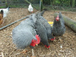 Poulets dans un parcours divisé entre une clôture