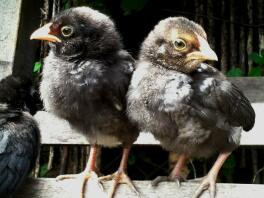 Poussins assis sur la clôture