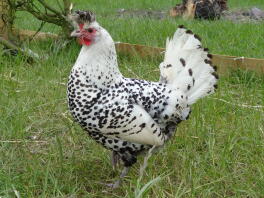 Poule Appenzeller