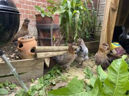 3 poulettes Araucana Black-Gold avec un jeune Maran