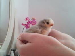 Violet le poussin araucana lavande, 3 jours