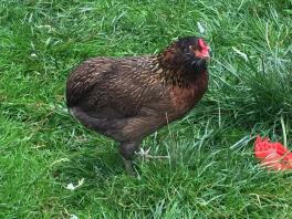 Poule Araucana