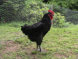 Cockeriel Australorp âgé de 13 semaines