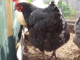 Crêpe l'Australorp