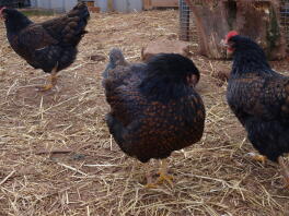 Hannah, Sarah et Blossom the Barnevelders