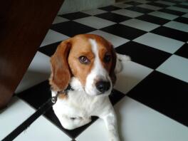 Chien beagle assis sur un sol vérifié