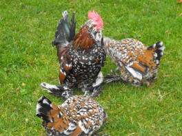 Trois poules bantam noires, brunes et blanches sur une pelouse