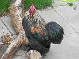 Ziggy Starduct Silver Pekin Booted Bantam, âgé de quatre mois